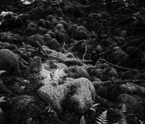 Sea-of-Trees---Tomasz-Lazar-09